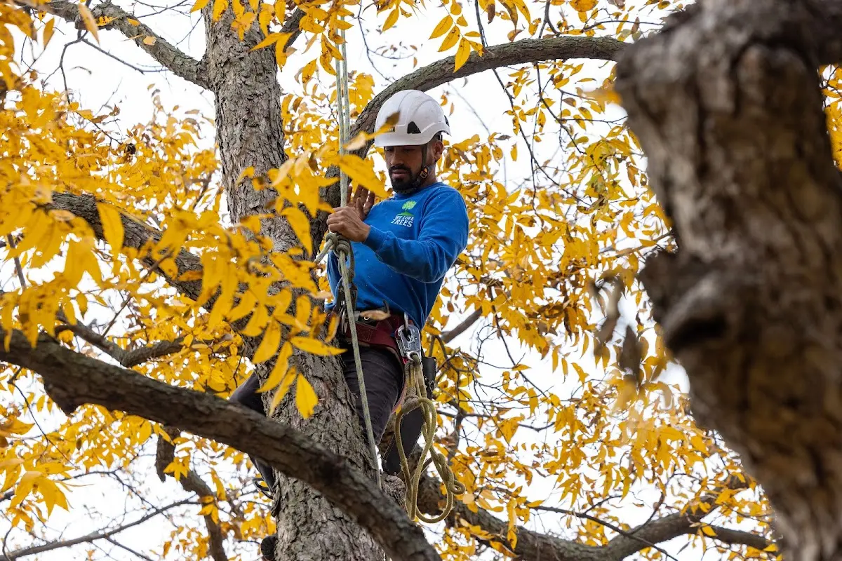 Skilled Tree Planing crew working in Rifton