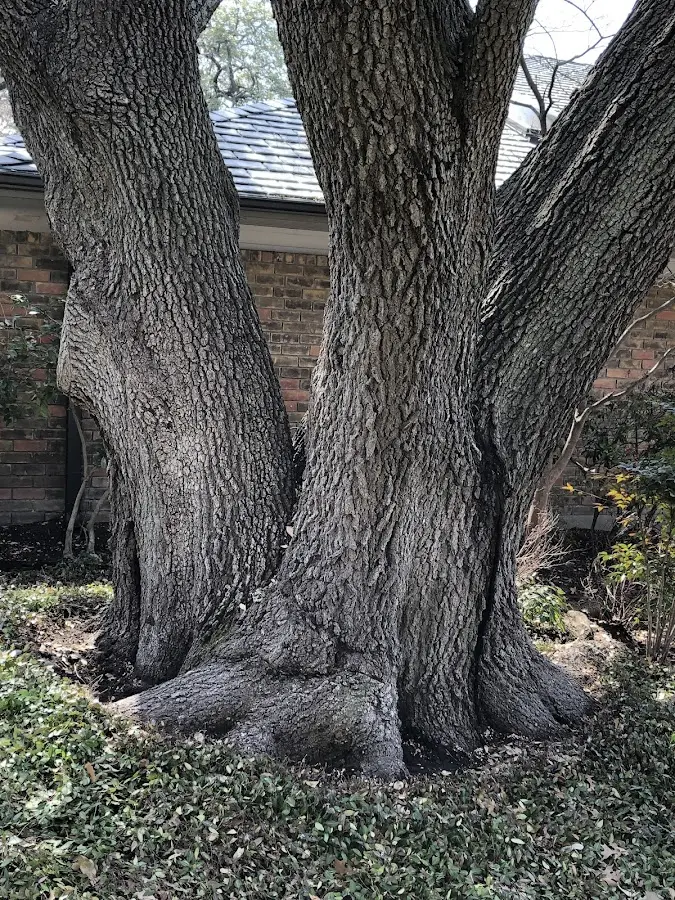 Mature heritage tree close to a Rifton property cared for by certified arborists